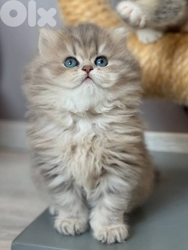 persian kitten للحجز 1