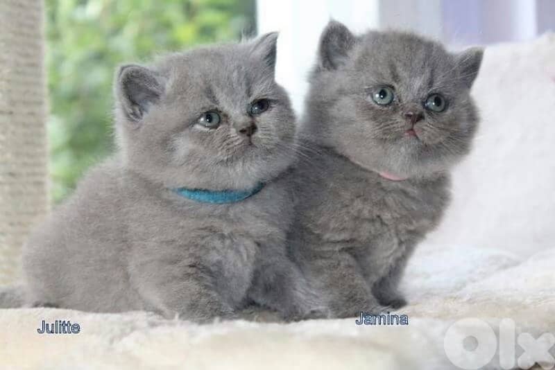 persian kitten للحجز 3