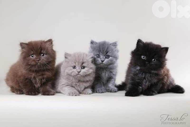 persian kitten للحجز 4