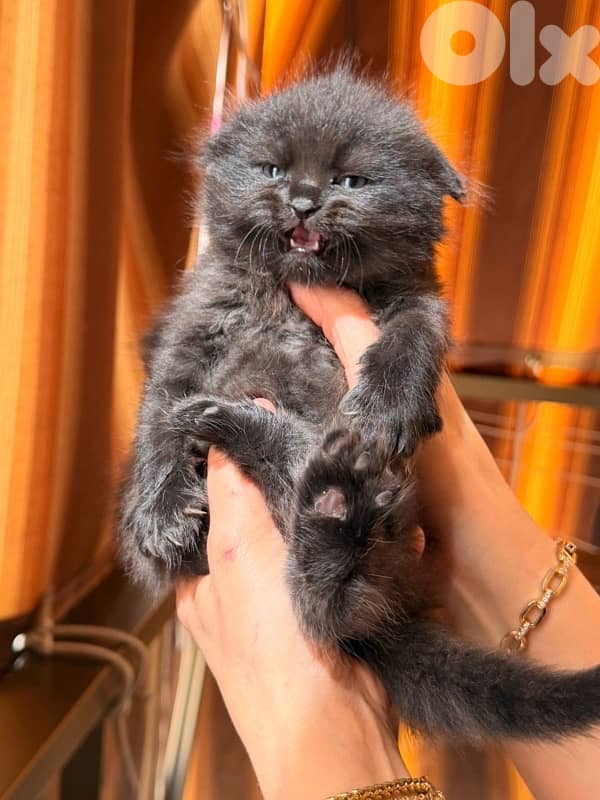 persian kitten للحجز 7