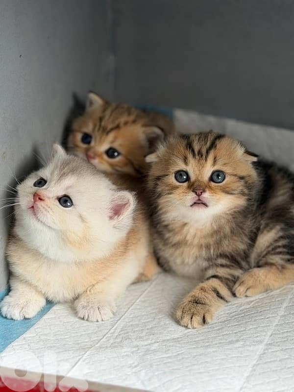 persian kitten للحجز 8