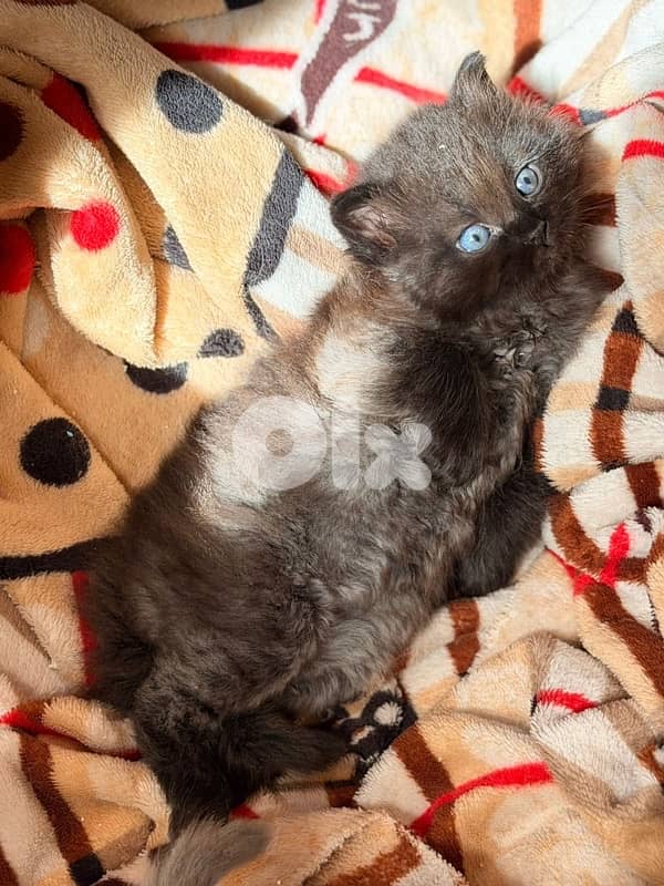 persian kitten للحجز 10