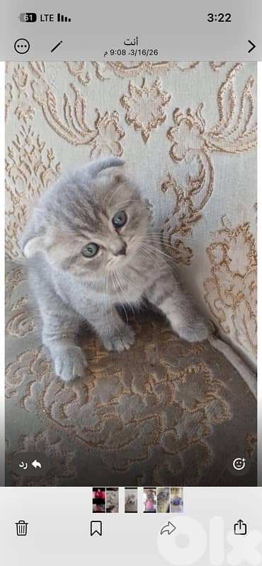 persian kitten للحجز 15