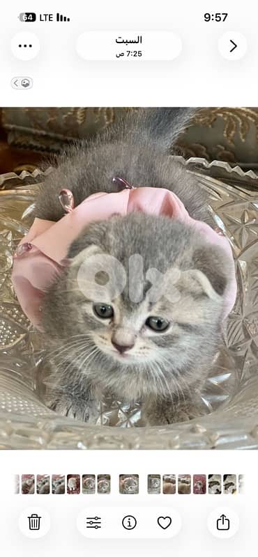 persian kitten للحجز 16