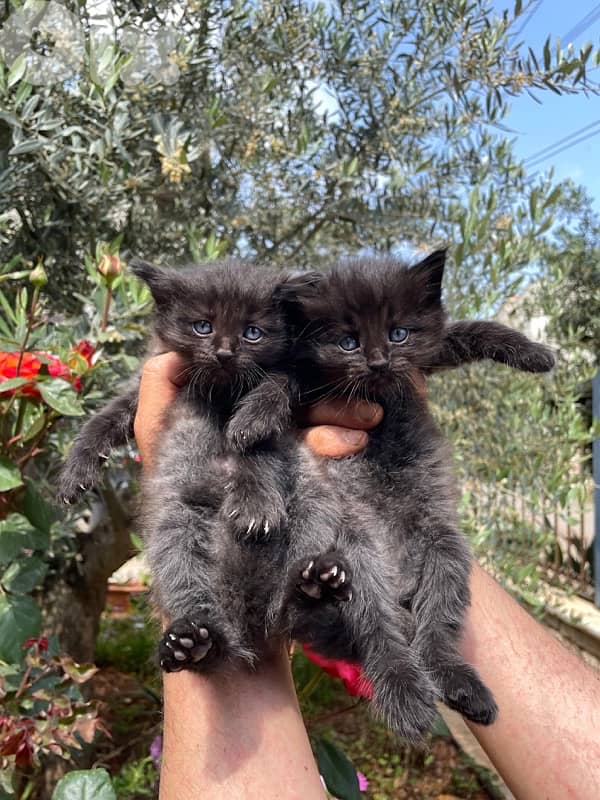 persian kitten للحجز 17