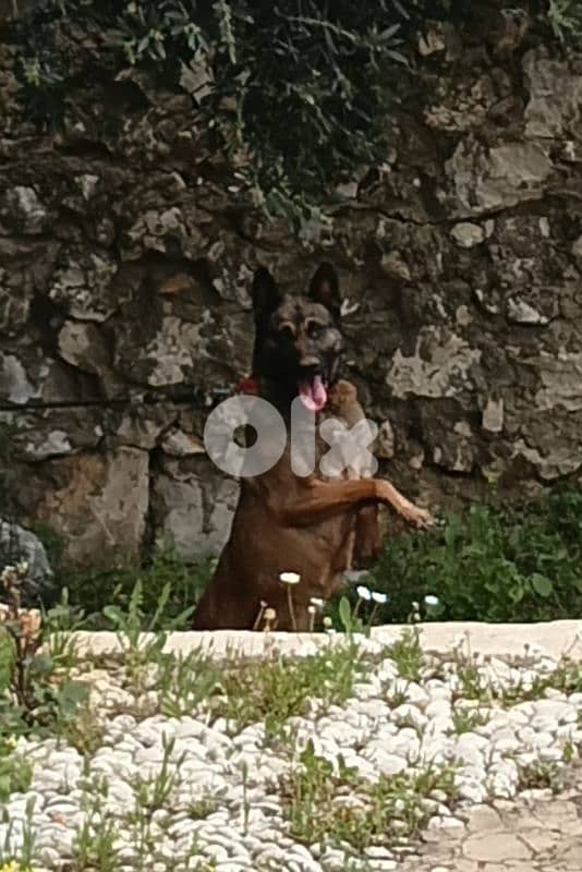 malinoi female 0