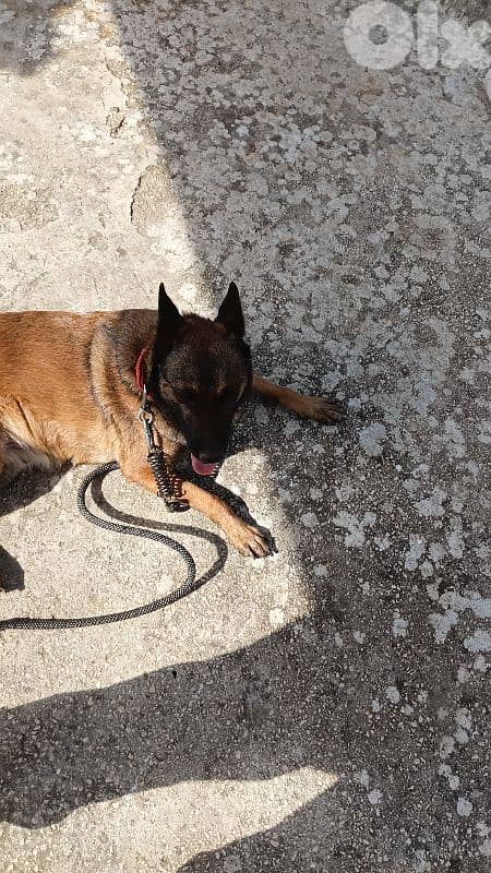 malinoi female 2