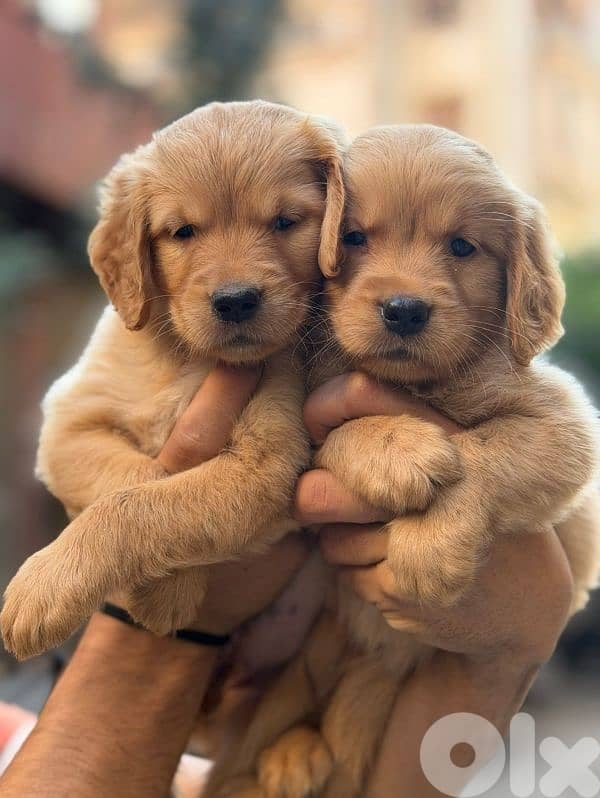 Golden Retreiver Puppies 0