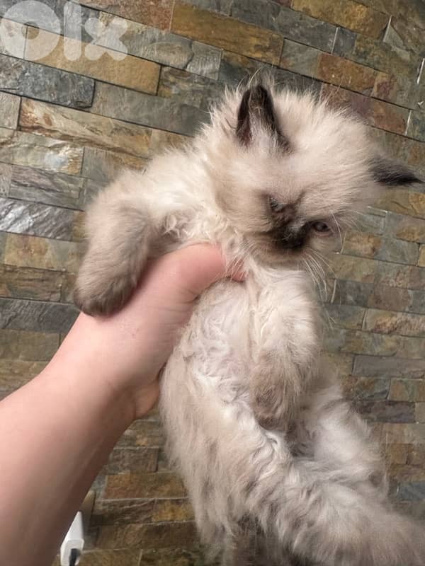 himalayan cat 0