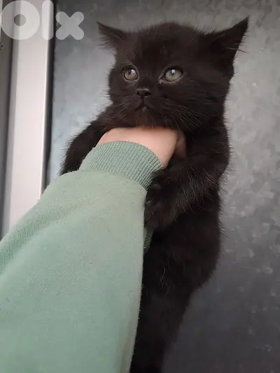 British shorthair kitten for sale