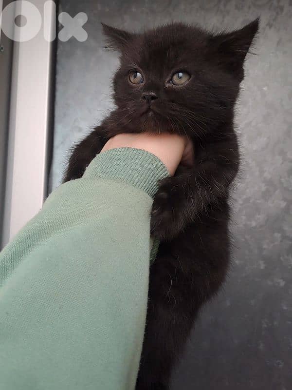 British shorthair kitten for sale 0