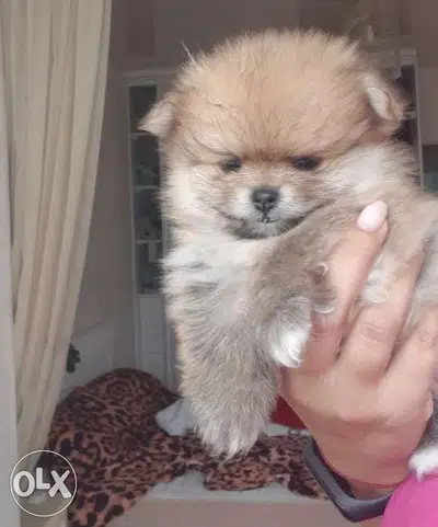 Pomeranian Spitz puppy