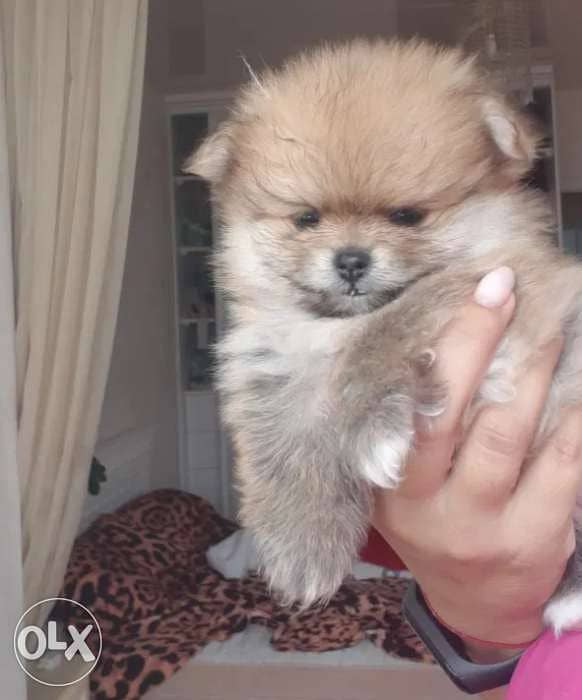 Pomeranian Spitz puppy 0