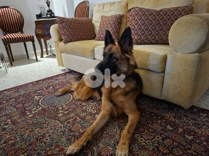 German Female Dog 0
