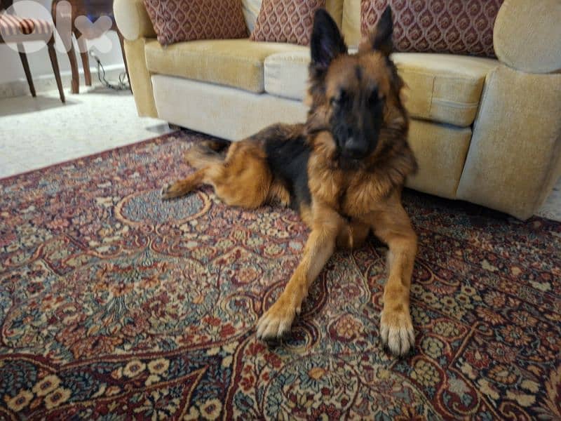 German Female Dog 1