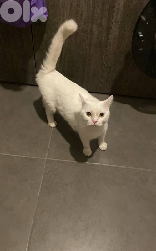 3 years old male cat 0