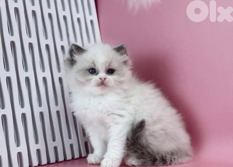 RagDoll Kittens Highest Quality 0
