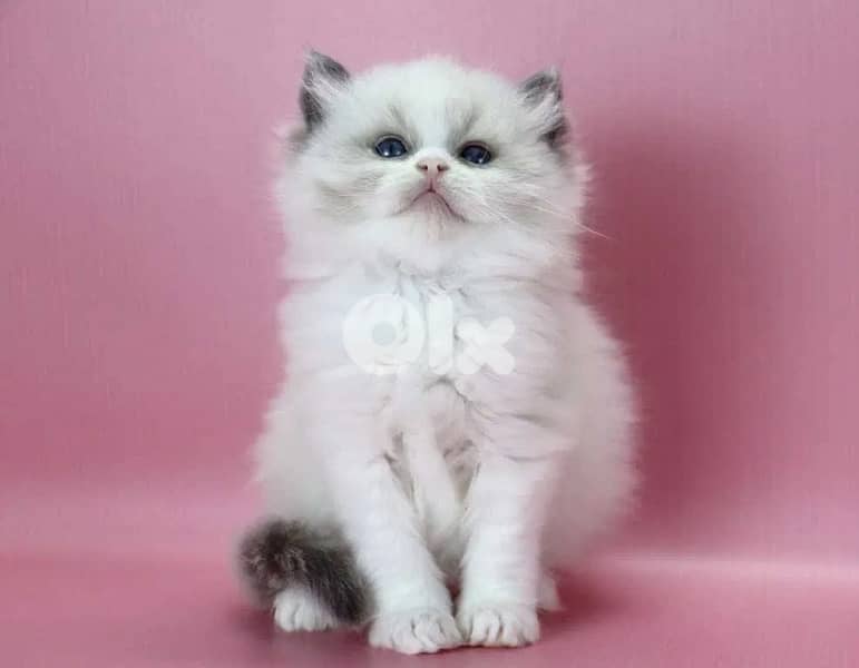 RagDoll Kittens Highest Quality 5