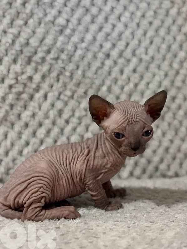 Sphynx Kittens Pink/Black 0
