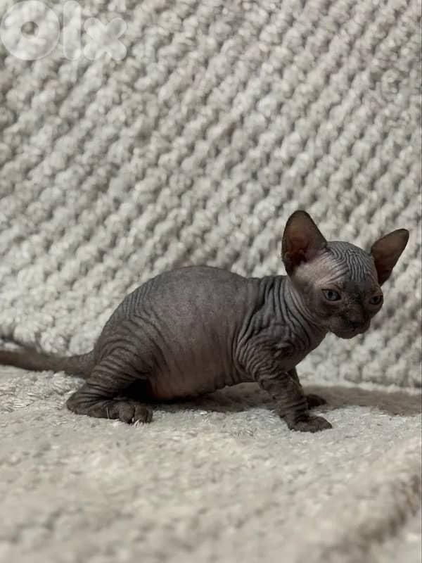 Sphynx Kittens Pink/Black 2