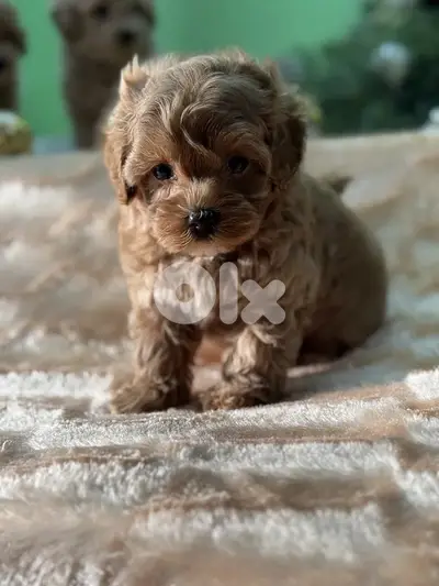 Toy Multipoo puppies