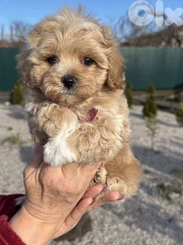 Toy Multipoo puppies 2