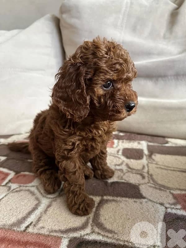 Toy Poodle Puppies imported 0