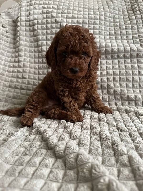 Toy Poodle Puppies imported 1