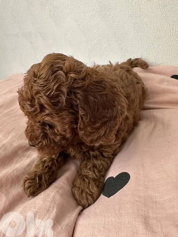 Toy Poodle Puppies imported 3