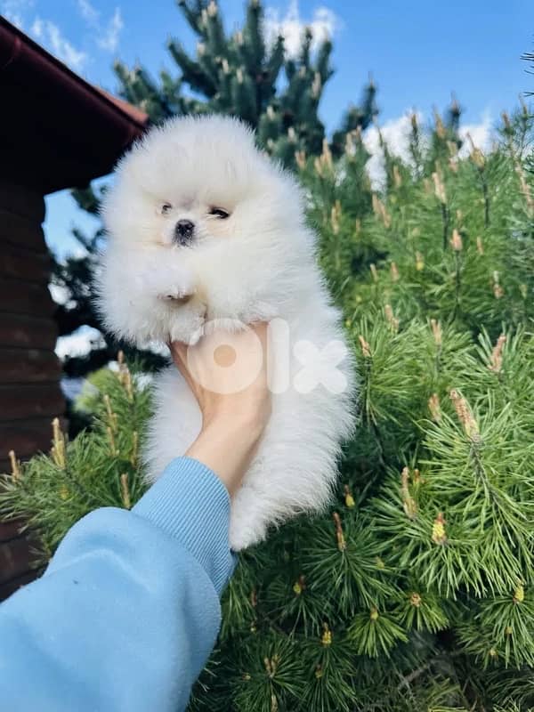 Teacup Pomeranian Puppys imported 0