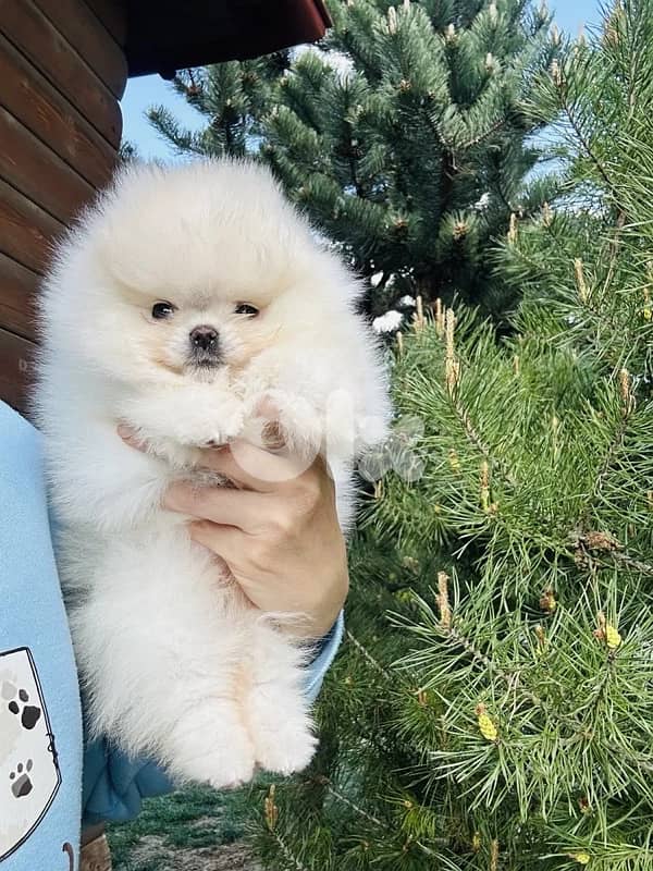 Teacup Pomeranian Puppys imported 1