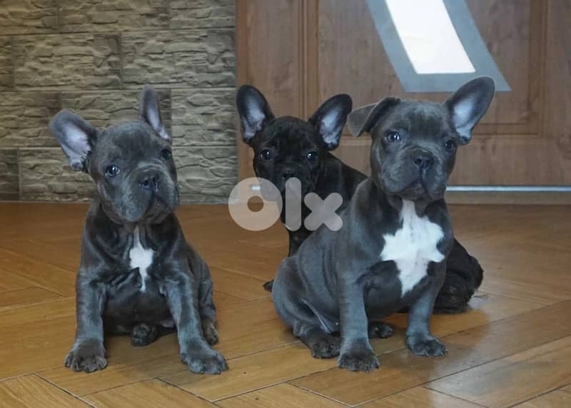 French Bulldog all colors available 0