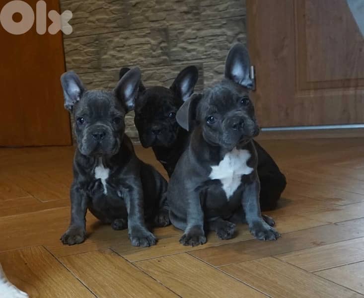 French Bulldog all colors available 2