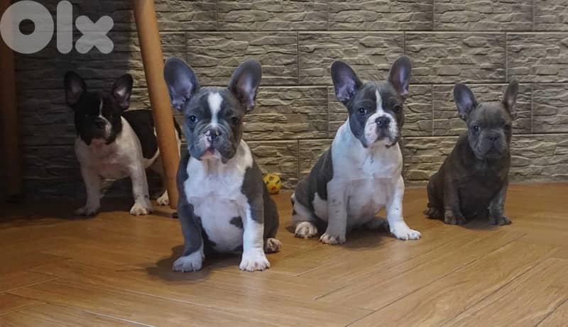French Bulldog all colors available 3