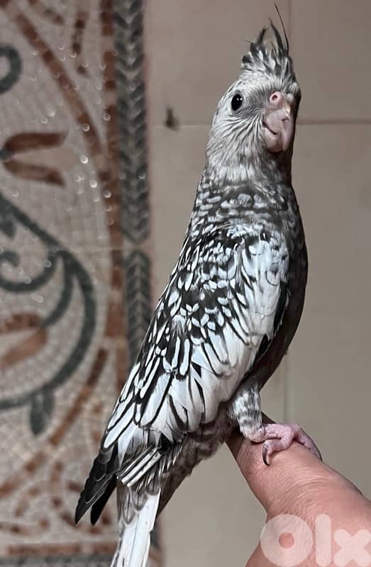 Unique White Face Cockatiel 0