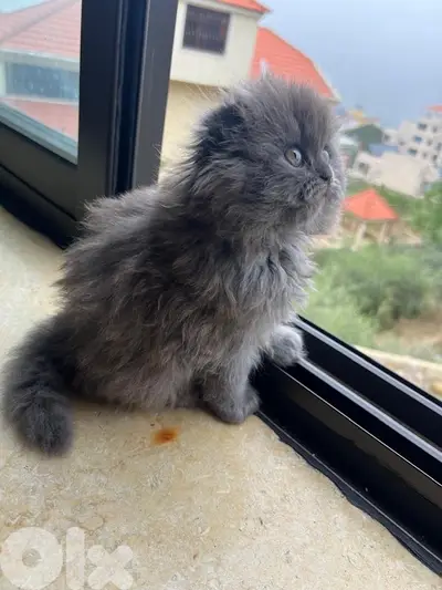 scottish fold highland