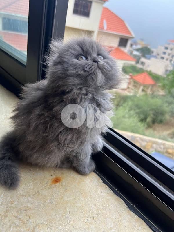 scottish fold highland 1