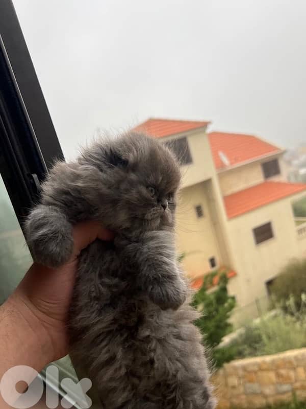 scottish fold highland 4
