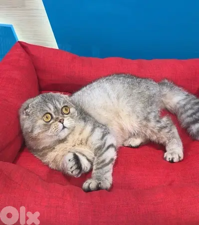 Cute Scottish Fold Tiger Cat AVAILABLE