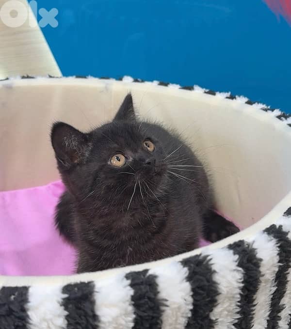 Unique Black British short hair kitten AVAILABLE 0