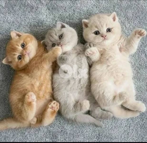 british shorthair kitten 0