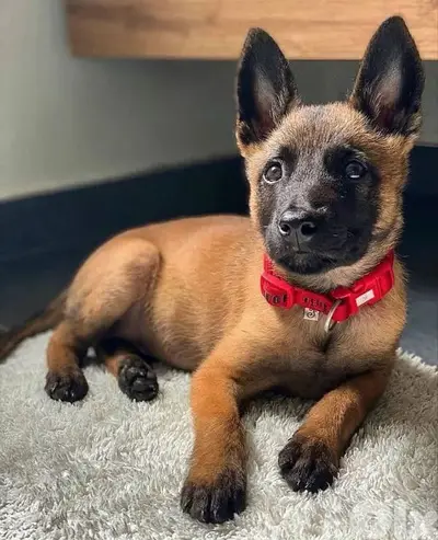 Malinois Puppies Pure Breed Available in Store &Delivery