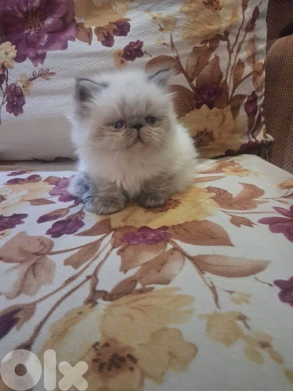 himalayan picky face 0