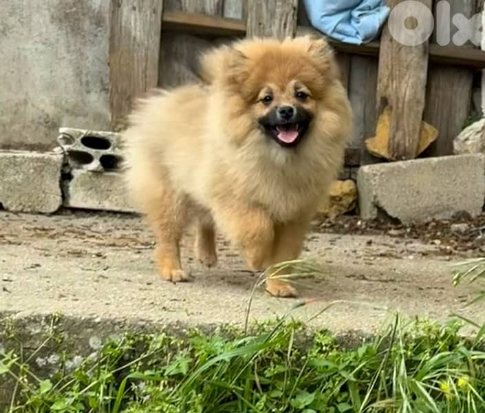 puppy for sale 0