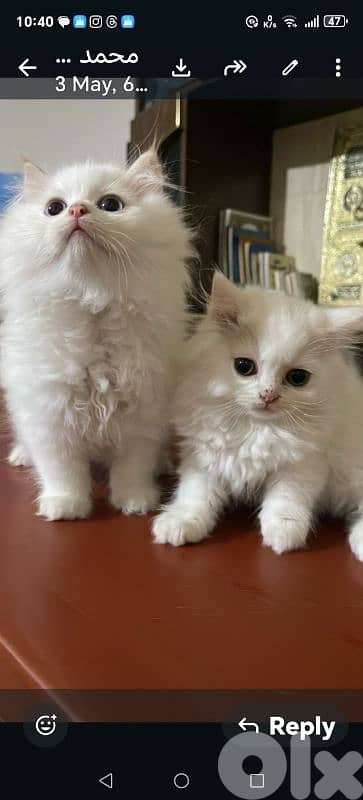luccy for sale 1