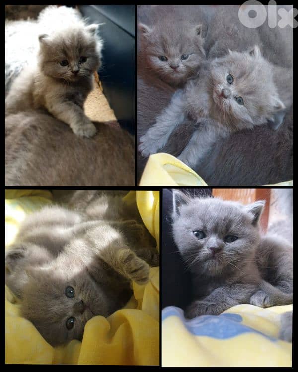 kittens females and males 0