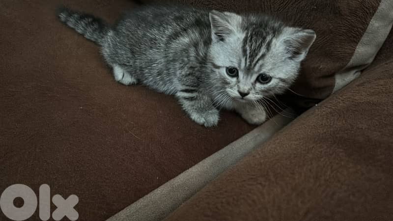 3 small British short hair kittens 5