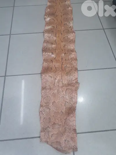leather 2 meter long 100 $