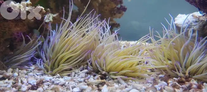 snakelocks anemone