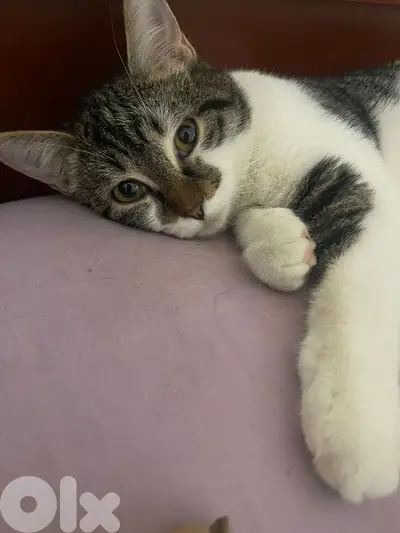 adoption